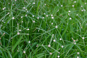 Kyllinga nemoralis, the white water sedge or whitehead spikesedge, is a plant species in the sedge family, Cyperaceae.
