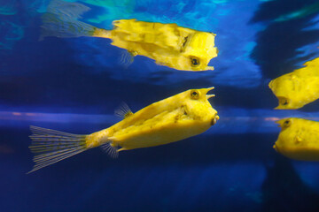Fish under water, yellow trunk cow fish: lactoria cornuta, 
blurred background