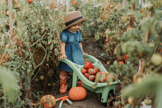 little girl harvesting crop of vegetables and fruits and puts it in garden wheelbarrow. young farmer works in greenhouse with garden tools. pumpkins, apples, tomatoes, bell peppers. High quality photo