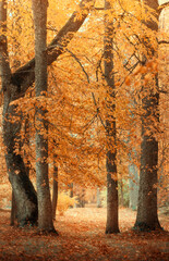 magic autumn forest