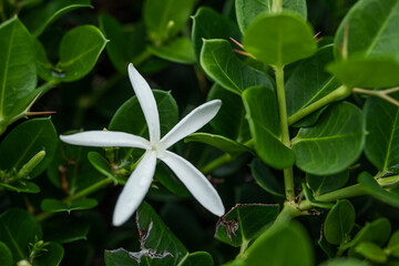 Carissa macrocarpa is a shrub native to tropical and southern Africa. It is commonly known as the Natal plum and, in South Africa, the large num-num. Oahu Hawaii