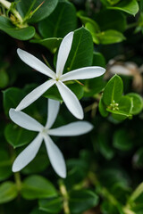 Carissa macrocarpa is a shrub native to tropical and southern Africa. It is commonly known as the Natal plum and, in South Africa, the large num-num. Oahu Hawaii