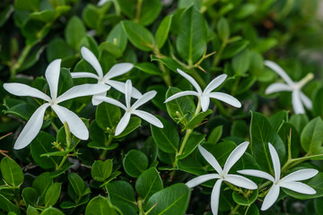 Carissa macrocarpa is a shrub native to tropical and southern Africa. It is commonly known as the Natal plum and, in South Africa, the large num-num. Oahu Hawaii