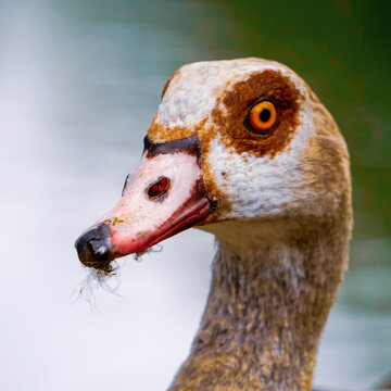 A beautiful egyptian goose in the park. Surrounded with a lake, ducks, woods, grass, nature