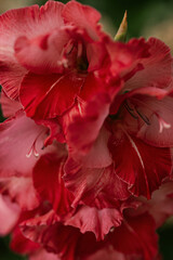 red gladiolus flowers close-up, soft focus, selective focus