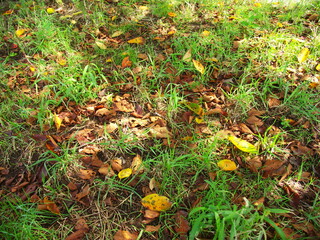桜の枯れ葉散る木漏れ日の野原風景