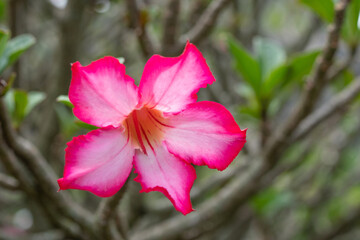 Adenium obesum is a poisonous species of flowering plant belonging to tribe Nerieae of subfamily Apocynoideae of the dogbane family, Apocynaceae. Sabi star, kudu, mock azalea. Kualoa Ranch Oahu Hawaii