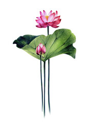  Illustration, poster of a pink Egyptian lotus. Banner water pink lily. Flower with leaves, stems, bud. Hand drawing with pencils and watercolors, isolated on a white background.
