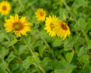 Sunflowers
