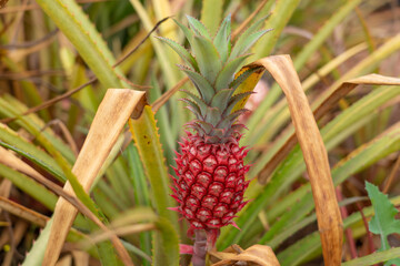 Ananas bracteatus. Red pineapple . The pineapple (Ananas comosus) is a tropical plant with an edible fruit and is the most economically significant plant in the family Bromeliaceae. Dole plantation