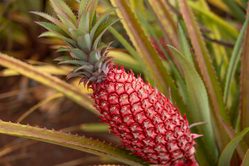 Ananas bracteatus. Red pineapple . The pineapple (Ananas comosus) is a tropical plant with an edible fruit and is the most economically significant plant in the family Bromeliaceae. Dole plantation