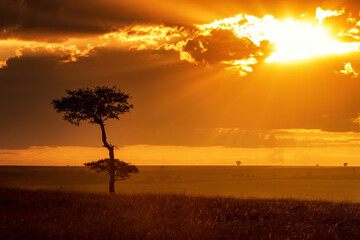 Golden sunrise in the Masai Mara, Kenya. An acacia tree is silhouetted and a hot air balloon can be...