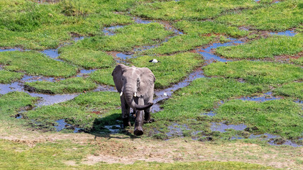 African elephant emerges from the marshes of Amboseli national Park, Kenya