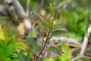 Chamaecrista nictitans, the sensitive cassia, sensitive partridge pea, small partridge pea or wild sensitive plant