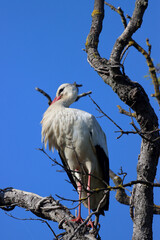 a stork is standing in a tree