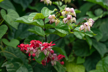 Pagoda Flower (Clerodendrum x speciosum). Clerodendrum is a genus of flowering plants formerly placed in the family Verbenaceae. Kualoa Ranch Oahu Hawaii