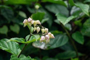 Pagoda Flower (Clerodendrum x speciosum). Clerodendrum is a genus of flowering plants formerly placed in the family Verbenaceae. Kualoa Ranch Oahu Hawaii