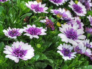 Obraz premium Lila Kapmargeriten