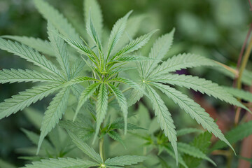 Fresh green cannabis plant. Growing organic cannabis herb on the farm outdoor. Close-up young hemp. Marijuana plantation for medical and business concept