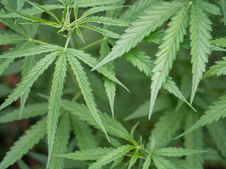 Fresh green cannabis plant. Growing organic cannabis herb on the farm outdoor. Close-up young hemp. Marijuana plantation for medical and business concept