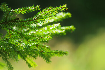 Spruce branch with green needles in sunlight. Young bright green spruce twigs