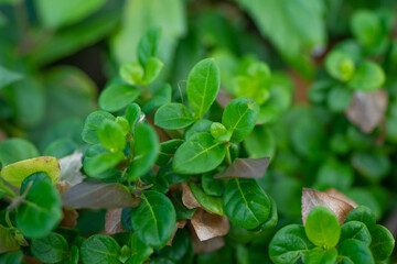 Barleria repens, the small bush violet, is a plant in the family Acanthaceae. It occurs in forests and woodlands from tropical Africa to South Africa. Kualoa Ranch Oahu Hawaii