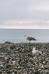 seagulls on the beach
