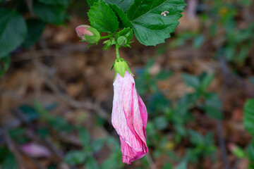 Hibiscus  is a genus of flowering plants in the mallow family, Malvaceae. Plants and flowers of Oahu, Hawaii