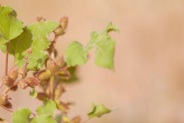 Branch of medicinal plant Xanthium strumarium (or dwarf thistle, sheep burdock, anther, scabies) with thorny fruits in natural conditions of sandy floodplain of dry stream. Selective focus. Close-up.