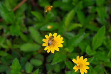 Sphagneticola trilobata,  Bay Biscayne creeping-oxeye, Singapore daisy, creeping-oxeye, trailing daisy, wedelia,  Heliantheae tribe,  Asteraceae (sunflower) family. Ho'omaluhia Botanical Garden Hawaii