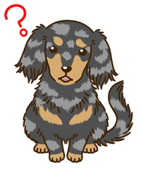 疑問に思うダックスフンド（シルバーダップル）