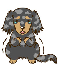 怯えるダックスフンド（シルバーダップル）