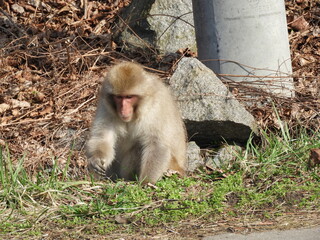道路に現れた白神山地のニホンザル