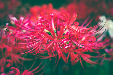 彼岸花