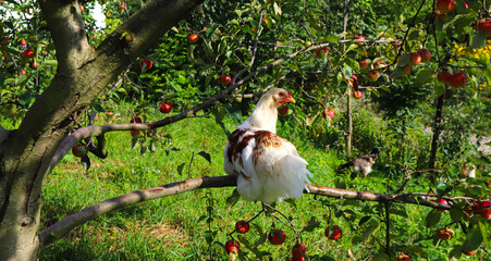 Chickens on a tree
White with brown house chicken sitting on a branch with red apples. Countryside, agriculture.