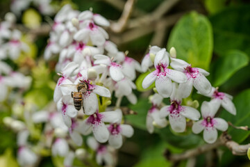 Pseuderanthemum is a genus of plant in family Acanthaceae and tribe Justicieae. Pseuderanthemum carruthersii var. carruthersii . Plants and flowers of Oahu, Hawaii