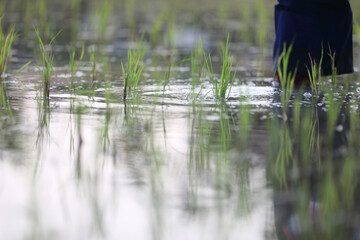 Farmer rice planting on water