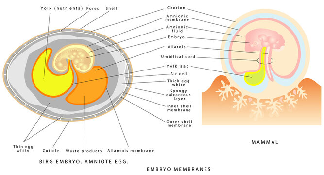 Embryo membranes. Embryonic membranes of birds and mammals. Bird egg and embryo. Egg scheme. Interior view of a bird's egg. Porous shell and the substances that nourish it during incubation