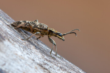 Longhorn beetle - Rhagium inquisitor - Ribbed Pine Borer