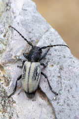 a longhorn beetle - Dorcadion fuliginator