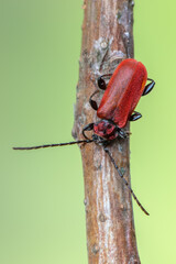 a longhorn beetle - Pyrrhidium sanguineum