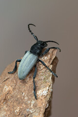 a longhorn beetle - Dorcadion fuliginator