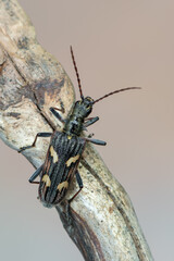 a longhorn beetle - Rhagium bifasciatum - obrazy, fototapety, plakaty