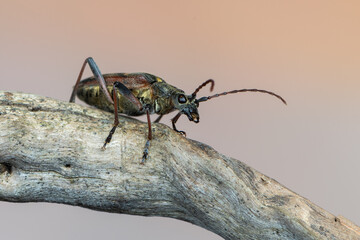 a longhorn beetle - Rhagium bifasciatum