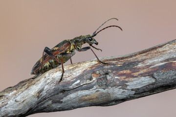 a longhorn beetle - Rhagium bifasciatum