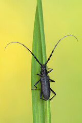 a longhorn beetle - Cerambyx scopolii