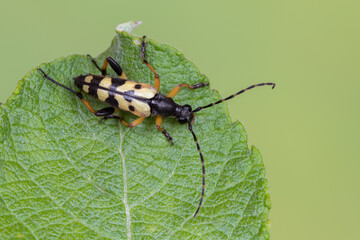 a longhorn beetle - Rutpela maculata
