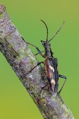 a longhorn beetle - Rhagium bifasciatum