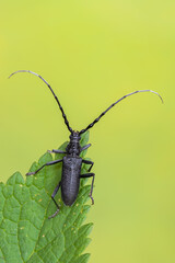 a longhorn beetle - Cerambyx scopolii
