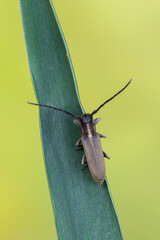a longhorn beetle - Phytoecia nigricornis